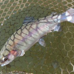 釣り初め ～大安トラウトレイク～